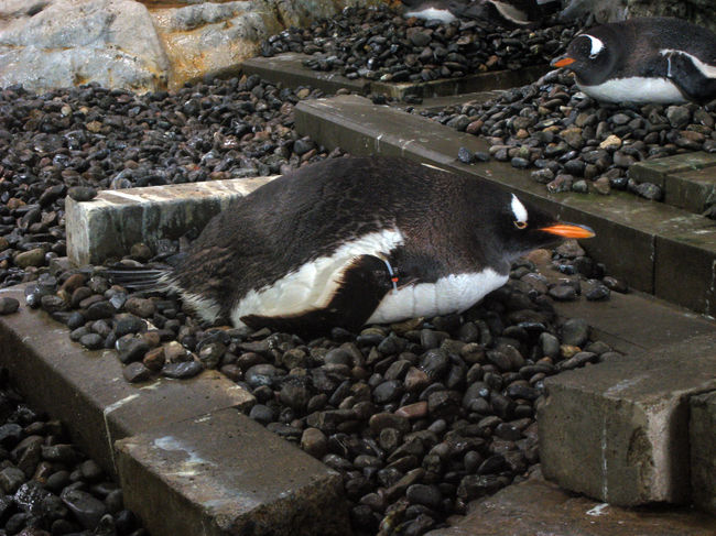 卵を温めているそうです。<br />そろそろ生まれるみたい。