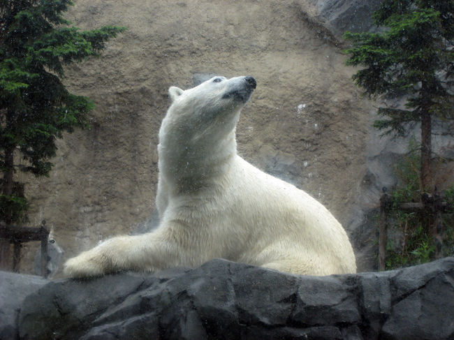 かなり楽しみにしていた、ほっきょくぐま館<br />こちらも、もぐもぐタイムが近づいているので、ソワソワと上を気にしています。<br />んーーーかわいい。