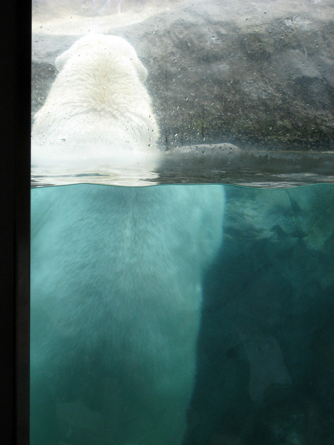 もぐもぐタイムです。係りの人は上から、お魚を水の中に投げます。<br />それを水中で待つクマがカワイイ。きちんと、前足で岩のところにしがみついています。<br />もう、興奮気味の私。