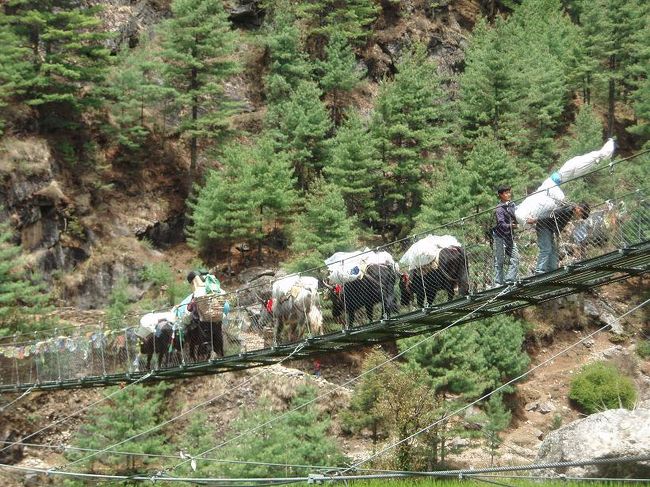 吊り橋を渡るゾッキョ。