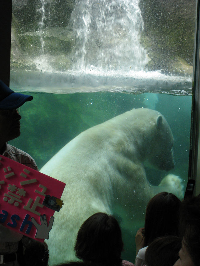 いつまでも見ていたいシロクマ。<br />でも、もぐもぐタイム中は5分間、人数制限で交代かあります。残念。<br />でも、外の上からも見られたので、良かった。