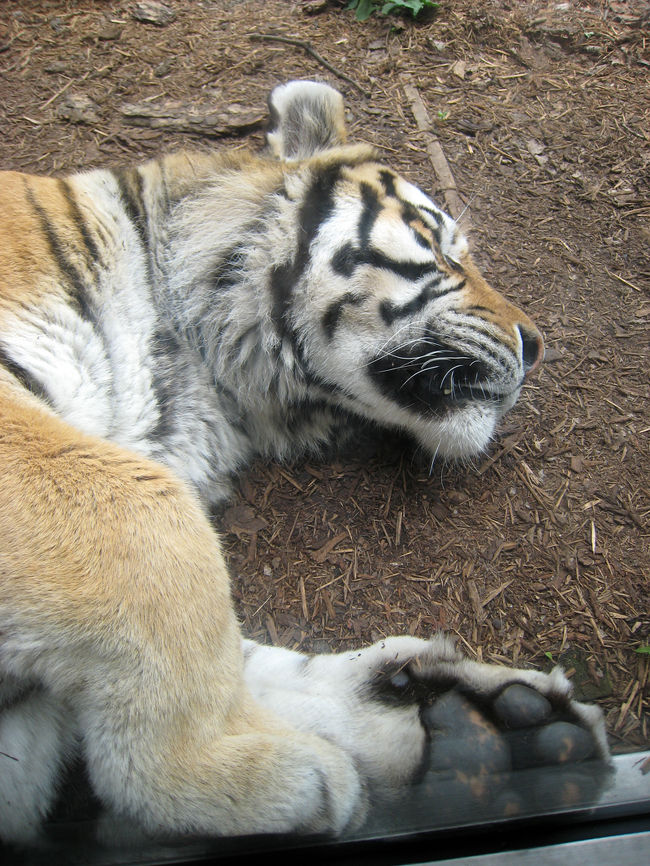 もうじゅう館<br />さすがに、皆さんおやすみタイムでした。<br />おかげで、こんなに近くでトラの肉球が。。。