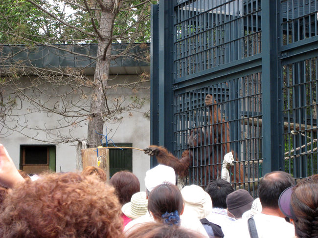 おらうーたん館<br />おらうーたんも頭がいいんですよーと見せるために、サクから棒を伸ばし、えさに着いているひもを目指して頑張るおらうーたん。<br />凄い。きちんと取っていた。
