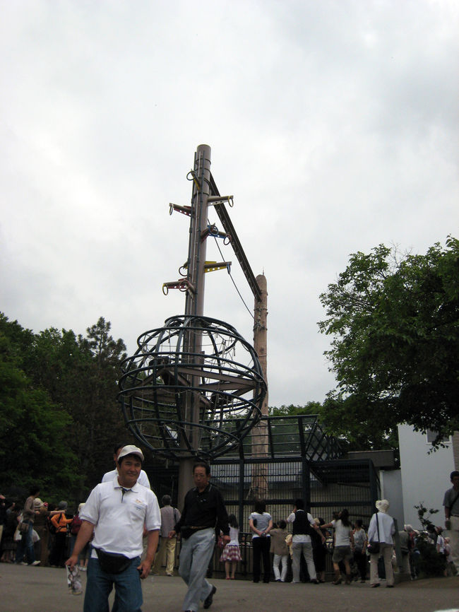 有名な、おらうーたんの綱渡りです。<br />高さが分かりますかねー右のおりのから登り、左に置いてある、えさを取りに綱渡りするみたい。