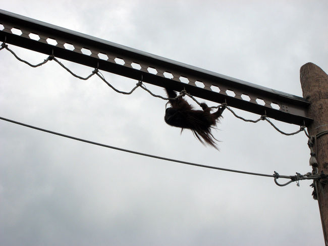 えさを置いてから20分くらいしたら、渡りだしました。凄い！！大きい体なのに、スイスイ渡った。係りの人が言うには、娘のうーたんの綱渡りは、かなり早いそうですよ！！