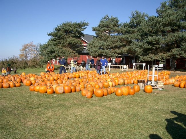 着いたところは、ハロウインの街。<br />大きなパンプキンが売られています。