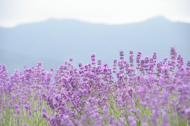 曇ってはいるけれど、まぁこれはこれで。