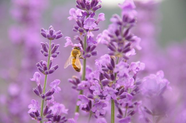 ラベンダーのハチミツか・・・<br />香りが良さそうですねぇ・・・<br /><br />「ブ〜ンあんたにはあげないよ！！」<br />・・・ケチ。
