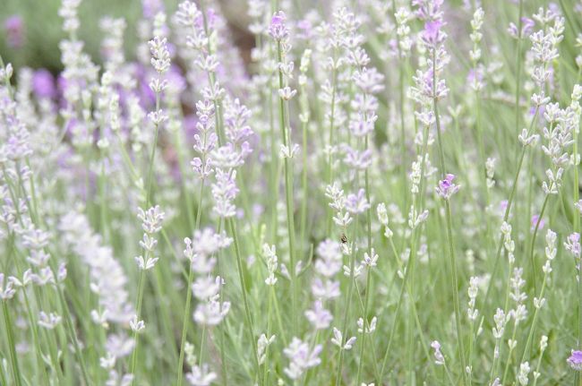 これから咲くのかな？<br />ラベンダーの蕾（？）