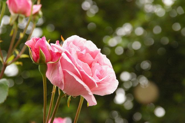 ユリの近くにはバラも。