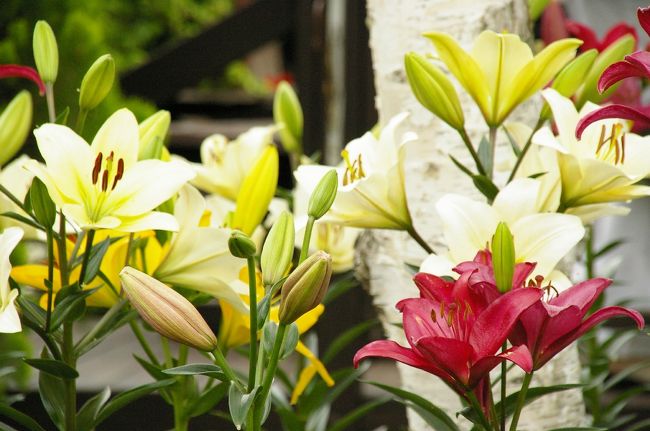 どこのお店に入っても、人だらけ。<br />外をブラブラしていると、立派なユリの花にご対面。