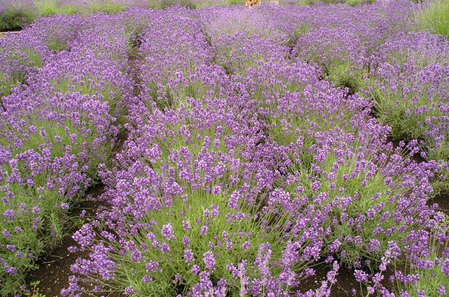 まとめ。<br />なんというか満足度は低めかも。<br />もっとあたり一面のラベンダーを見てみたいものです。来年は富良野かしら？？<br /><br />本音を言えば、フランスのプロヴァンス地方へ<br />行ってみたいものですね〜。<br />（ユーロが安くというか、円が高くならないものか・・・悩）