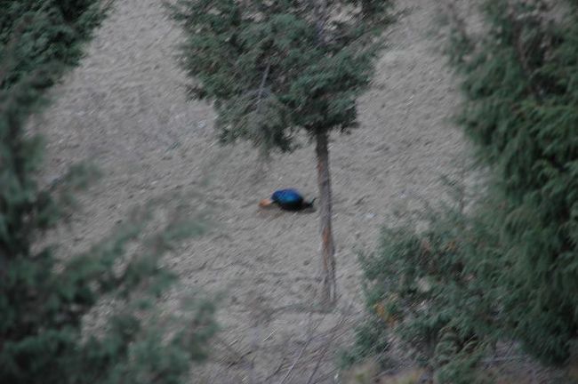 ナムチェバザールを出てしばらく登ると、ネパールの国鳥ダフェ（テイオウキジ）を見ました。わずかな時間だったので、上手く撮れません。