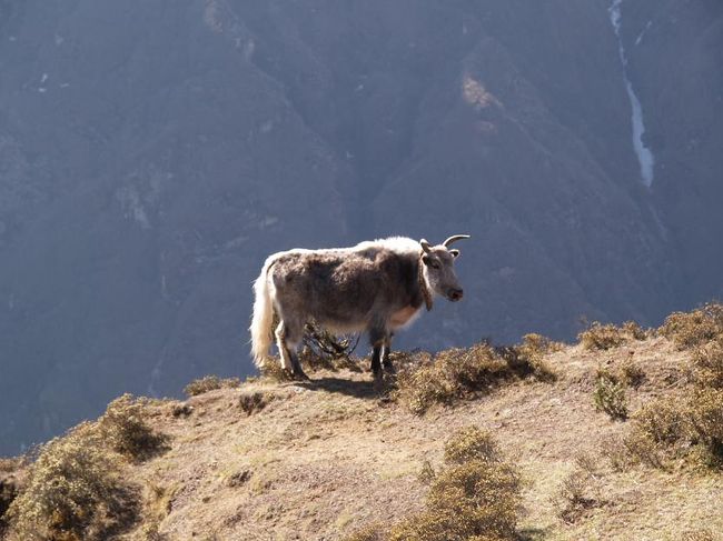 これがヤクです。