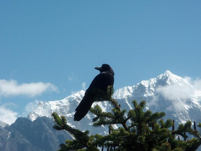 タウツェをバックにカラスがいました。こんなところにもいるんですね。　　　　　日本では森林限界を遥かに超えた高地ですが、ヒマラヤでは木が生えています。この地に人間が入植する以前は豊かな森林だったそうです。さすがに４０００ｍを超えると森林限界だそうです。