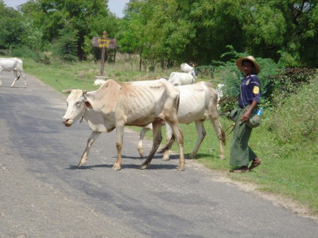 帰りは舗装されている道を帰ったんだけど、<br />すんごー−−ク遠かった！！<br /><br />水は多めに持っていかないと、熱射病で倒れます。<br /><br />このときはまだ元気があって、牛だ〜なんて呑気に写真とってたんだよね。<br /><br />途中にあった展望台は10ドルです。<br />のぼってみなかったけど。一応参考まで。