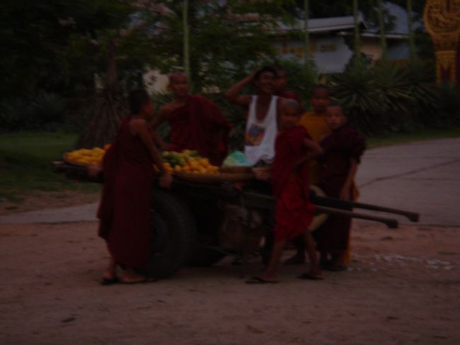 ミャンウーの夕方、マンゴー売りに群がるお坊さん。