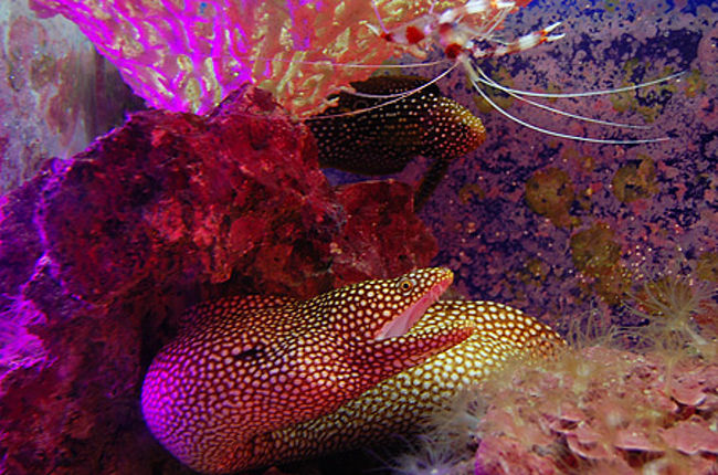 美ら海水族館<br /><br />ウツボもこんな綺麗な色のがいました。