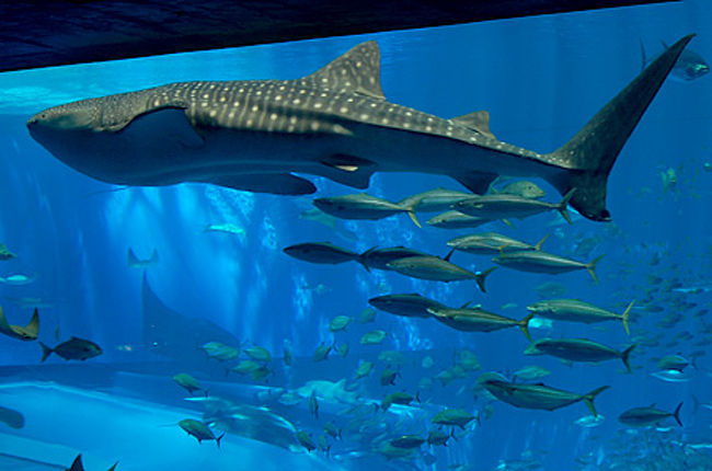 美ら海水族館<br /><br />ジンベイザメメイン