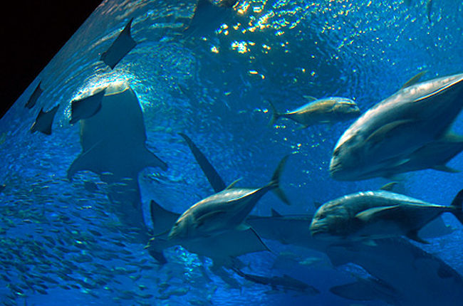 美ら海水族館<br /><br />ジンベイザメが餌を食べてる姿は圧巻！