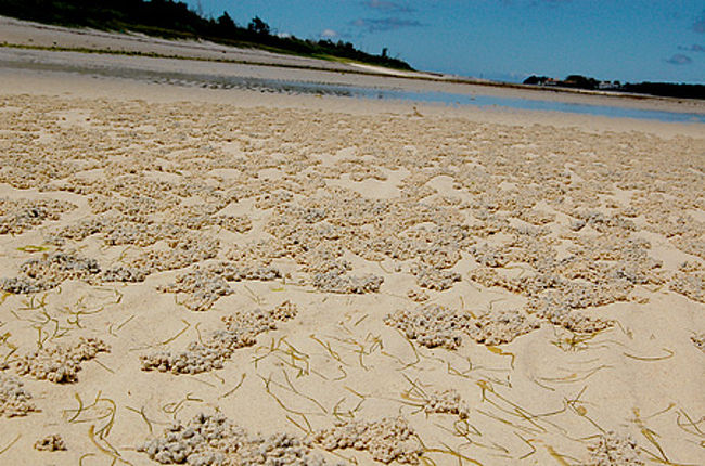 ＠久米島　イーフビーチ<br /><br />カニさんの穴っぽこ