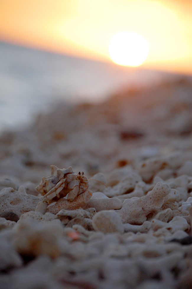 ＠久米島　アーラ浜<br /><br />このヤドカリ貝が白くて、中も白くて可愛かった。
