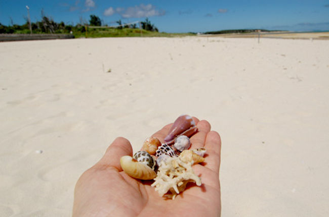 ＠久米島　イーフビーチ<br /><br />こんな貝殻が転がってるわけです。<br />素敵っしょ♪
