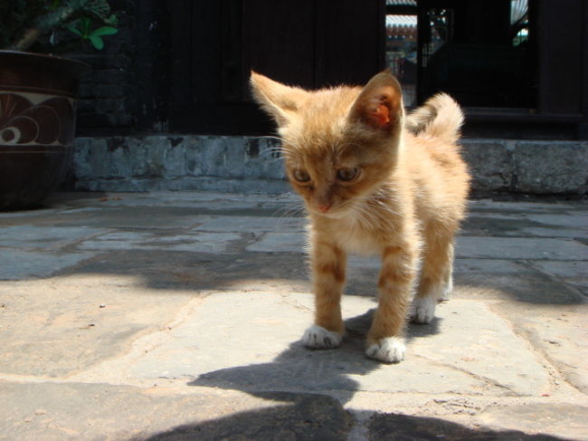 ２週間ぐらいかけて絶景地を回る予定が、初日から雨… <br />俺から気力や意欲をすべて流し取ってしまった… <br />この地方は雨季だから仕方ないといえば仕方ないが、それでもなんとか晴天とまではいわないので、曇りで手を打ってくれないだろうか？？？スコール的な１次的な雨にはならないか？？？と思い続けるも、今日は長雨… <br />今晩てるてる坊主でも作るか？？？ <br />ちょっとテンション下がってます。。。 <br /><br />