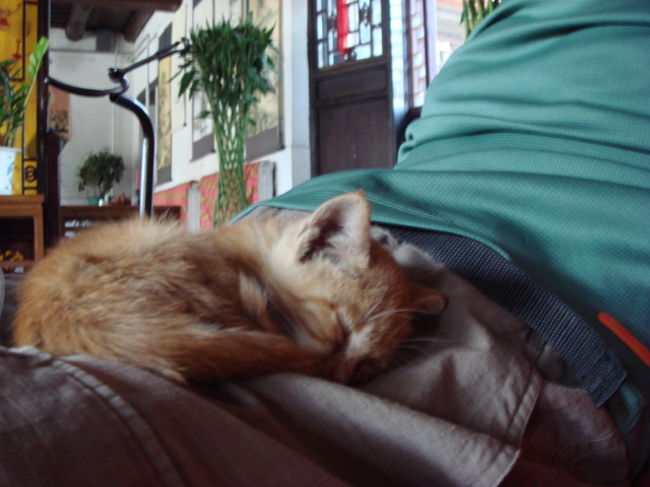 写真がないのでちょっと前の写真を… <br />中国語も英語も話せない奴を相手してくれるのはネコだけ…<br />