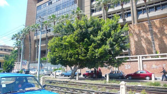 アレキサンドリア大学