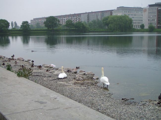 白鳥がいました！