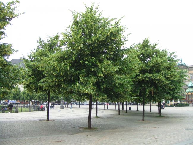 王様の新広場。<br />この木、何の木かご存知ですか？