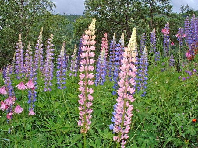 裏庭には立派なルピナスが咲いていました。