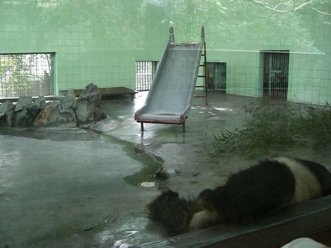 寝ちゃったよぉ。。<br /><br />パンダって夜行性なの？？<br />