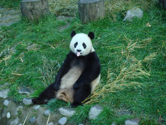 今回中国の旅の目的の１つでもあるパンダに会ってきました！！！<br />といあえずかわいい。。。めっちゃかわいい。。。<br />本当に癒されます。。。<br />朝早起きして、８時の開門と同時に１番乗りすると、パンダのほうがまだ眠気まなこで、ぐったりしてました。。。<br />その姿も、たれパンダのようでまたかわいい。。。<br />少しするとご飯の時間になり、笹をむしゃむしゃ食べたり、子パンダ同士がじゃれたりする姿も見れました！！！