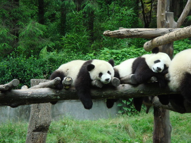 場所は成都よりバスで５時間のところにある臥龍大熊猫基地。<br />訳すとパンダの里かな？？？<br />世界遺産にも登録されてるみたいで、昔はこの辺りに野生のパンダが数多く生息してたようです。。。<br />今でも野生のパンダはいてるみたいですが、かなり数のほうは減少してるみたいですが…<br /><br />一緒に写真撮影もできるのですが、大人のパンダで7000円ぐらいで、子供のパンダになると16000円になります。。。<br />かわいかったですが、そこまでのお金は長旅の途中なので出せなかった…<br /><br />今は日本からツアーも出てるみたいですので、是非という人はパンダとじゃれあってみては如何でしょうか？？？<br /><br />