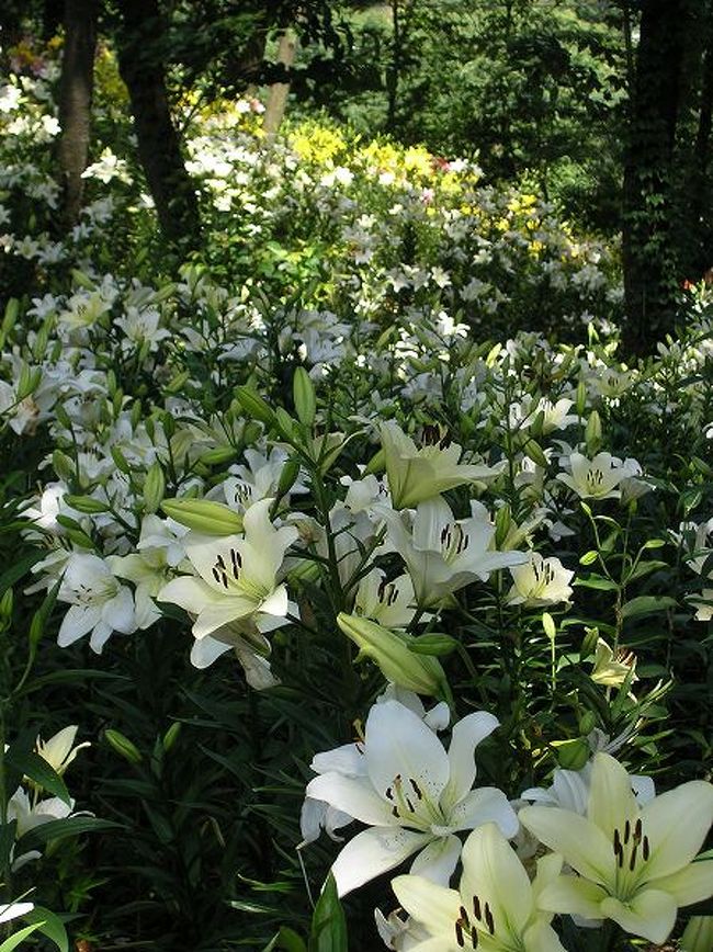 ユネスコ村 ゆり園 07 所沢 埼玉県 の旅行記 ブログ By もろずみさん フォートラベル