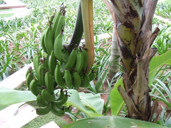 ホテルの庭にバナナの木。<br /><br />バナナが逆さまになっているのを<br />初めて実物で見ました。<br /><br />“南国”を強烈に感じた瞬間でした。<br />