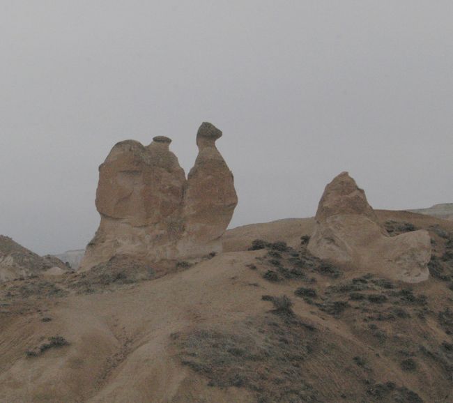 自然の奇観。ラクダ。