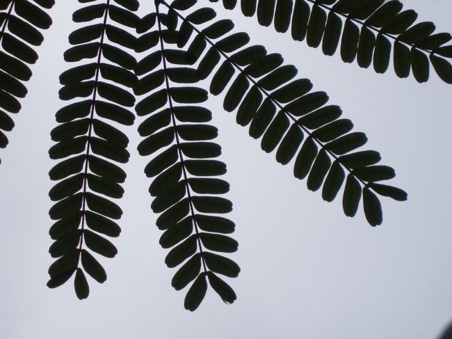 コマンドゥーまとめ：<br /><br />情報が少ない島だと思いますので良かったら参考にしてください。<br /><br />日本人が１組。（昔はもっときたんだけどとスタッフ皆さんが口を揃えていました、その頃には朝食にお味噌汁をだしてたそうです）他のアジア人はゼロ。<br />なんといってもイギリスの北から来た人がかなり多くてびっくりしました。島を歩いてると聞こえるマンチェスターなまりやリバプールなまり。ここはどこじゃ！次に多いのがドイツ人、オランダ人というかんじでした。<br /><br />食事は毎日バフェです。その日によってテーマがあるのですが基本的に同じ材料をつかっているのであんまり差はないかな。毎日おいしいものを食べてる日本人にはちょっとつらいかもしれません。北ヨーロッパ人がすきそうなメニューが多かったです。芋と肉。なんでこんなに暑いのにシチューなんかだすかな？と疑問に感じた夜もありましたが。<br />スパも一応あります。マッサージ関係は結構良かったですよ。<br />シュノーケリングはまーまーです。<br />モルディブの一番の贅沢はやはり綺麗な海。それ以外は別にどうでも良いという方にはおすすめします。<br />ちなみに自分は　毎日ビールのみながらテラスで本を読む毎日でした。そういうすごし方が目的の方ならＯＫでしょう。でも決してラクジャリーなところではありません。<br />これはあくまでも私の感想ですがモルディブの島選びの参考にしていただけたらうれしいです。