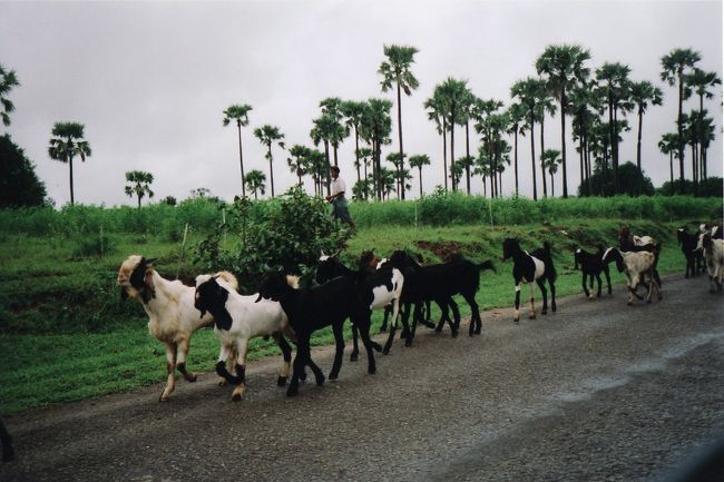 バガンに戻る途中でヤギ使いに遭遇。バガンは本当にヤギが多い。一瞬中近東かと思ってしまう。