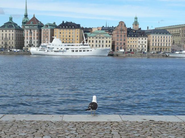 シェップスホルメン島のベンチに座ってガムラ・スタン方面の綺麗な風景を見ながらの憩いの時間。  目の間に同じようなことを考えている海鳥が1羽やってきた。 
