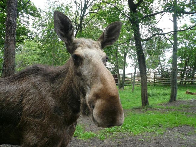中には動物園もあり、柵の中だけでなく、放し飼いされている動物も多い。 写真はElk。 これは当然柵の中で飼われていたけれど、近くまで来たら触れることも出来る。 昔の牧場を再現しているところも。 