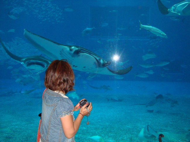 ３日目。残念ながら雨。<br />まあ、もともと予定してた美ら海水族館へＧＯ！<br />大きな水槽が大迫力でした。