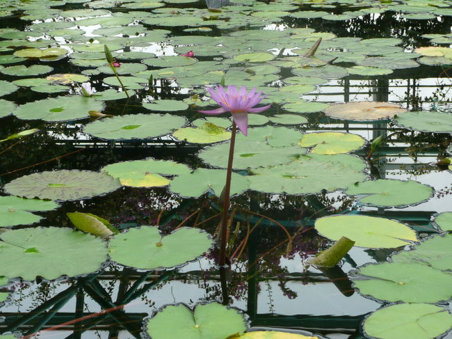 ロータス館の中に入ってみました。<br />ここで暑がっていたお父さんと息子はイスに座って休憩です。