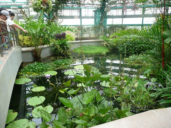 いろんな種類の水中植物が展示してあります。