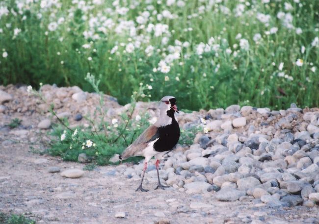 途中に出会った鳥。