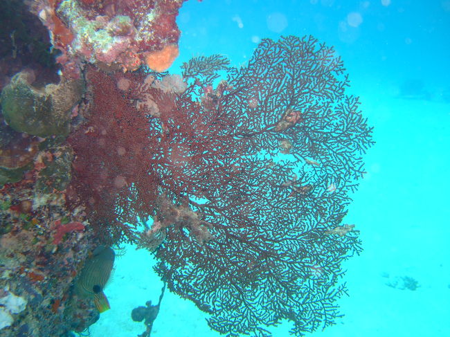 サンゴ。余りの種類のおおさにびっくり！