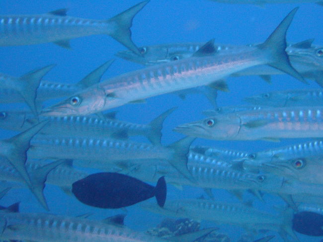 サワラに似た大きな魚、バラクーダと言う名前のようです