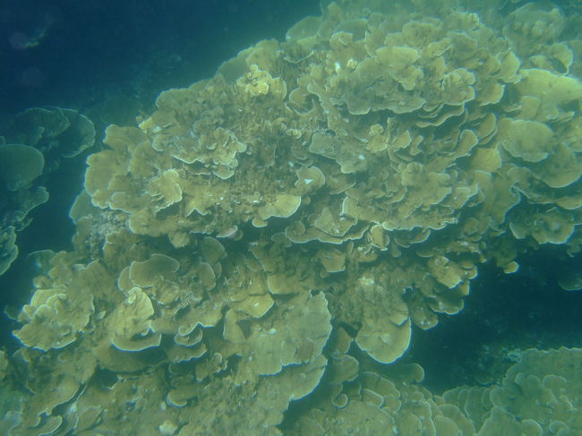 バラサンゴ。大きいのは直径３メートル以上もあるようです。